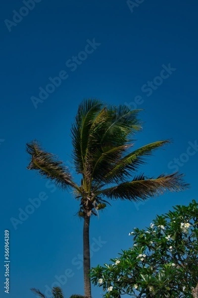 Obraz palm trees against blue sky