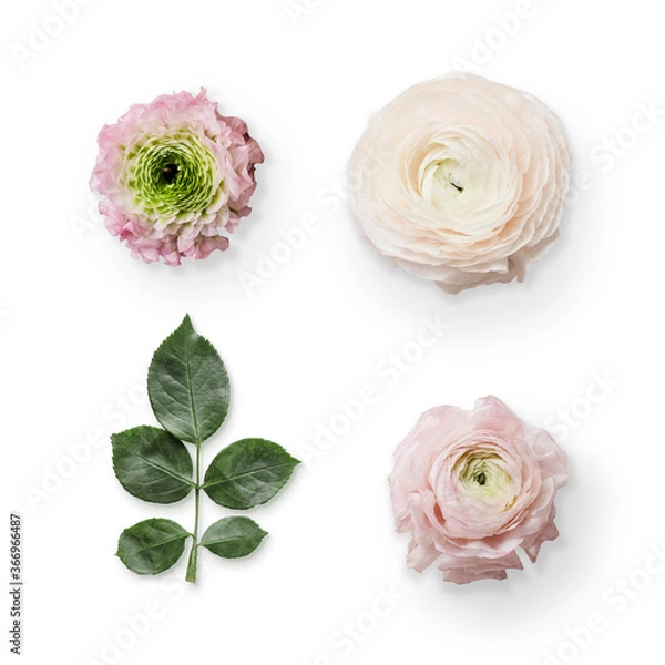 Fototapeta isolated composition with delicate flower