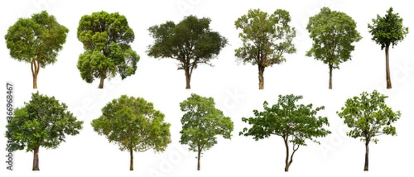 Fototapeta pojedyncze zielone drzewo zestaw znajduje się na białym background.Collection pojedyncze zielone drzewo na białym tle Tropikalne drzewo