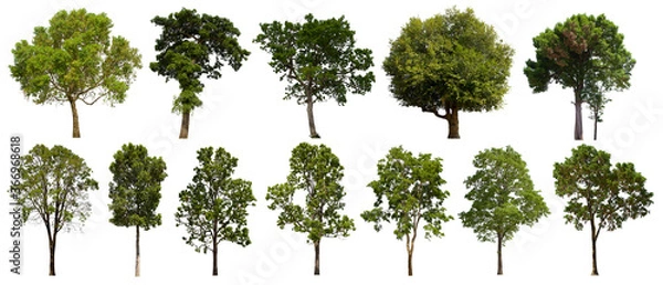 Fototapeta isolated tree green set is located on a white background.Collection of isolated tree green on white background Tropical tree