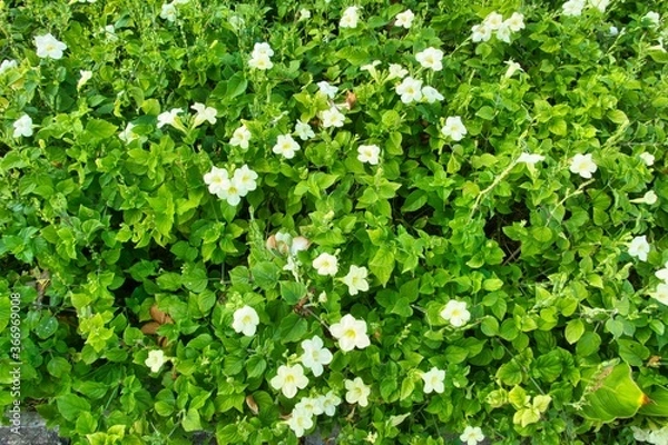 Obraz green leaves background