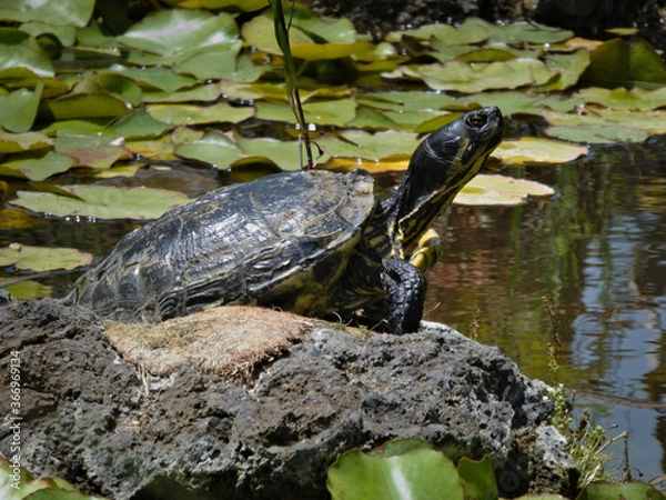Fototapeta Aquatic turtle of the genus trachemys, basking on a stone