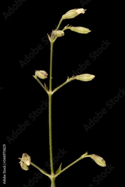 Fototapeta Nottingham Catchfly (Silene nutans). Young Inflorescence Closeup