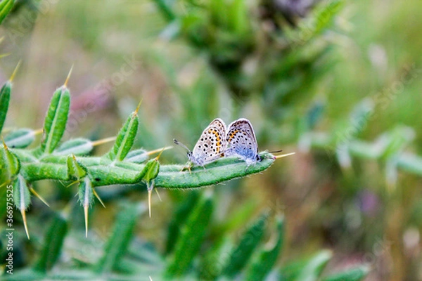 Obraz butterfly on green leaf