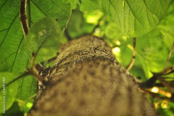 Obraz Tree from below. 