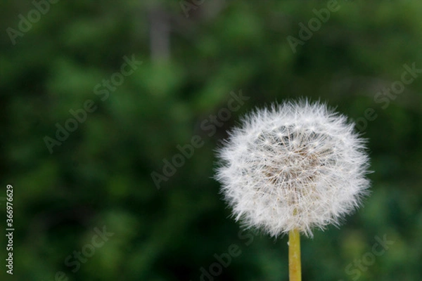 Obraz dandelion on green background