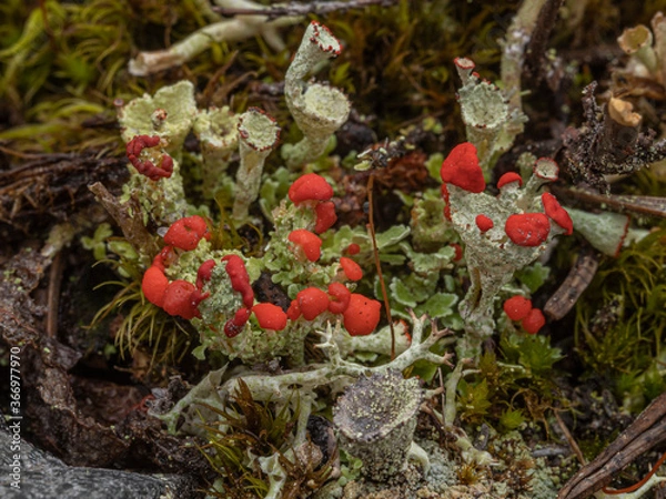 Fototapeta This a close-up view to very tidy lichen. Ylläslompolo, Kolari, Finland, Lapland.