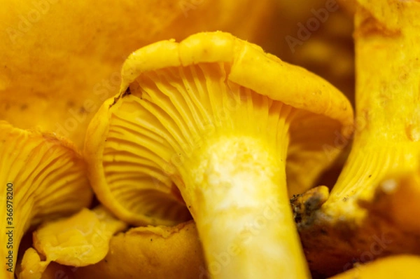 Obraz Yellow edible forest mushrooms. Agaricus cantharellus. Autumn food close-up macro photography
