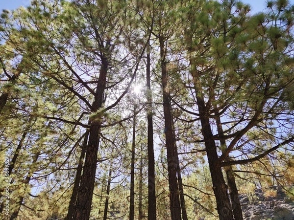 Fototapeta trees and sky 