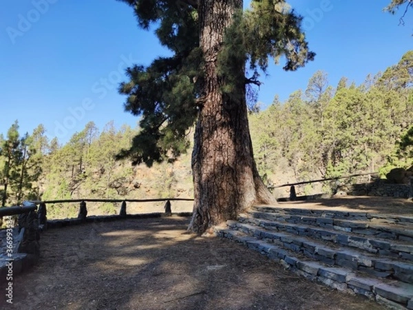 Fototapeta path in the park