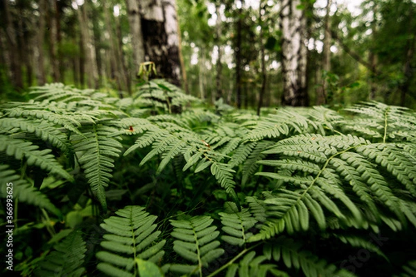 Fototapeta beautiful fern in siberian forest