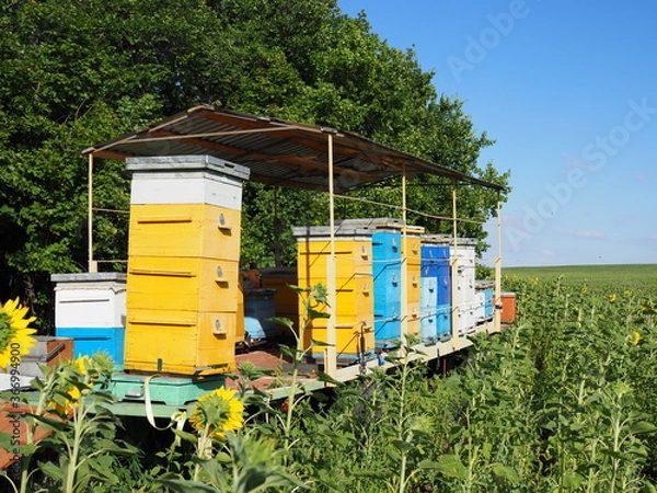 Obraz colorful beehives in sunflower' field in Provance, France