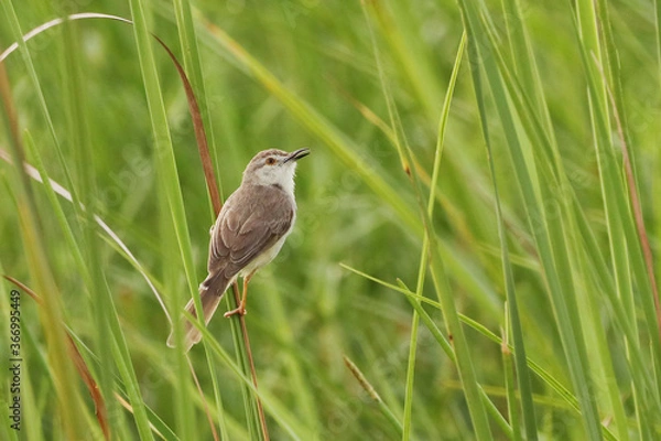 Fototapeta Warbler on the grass