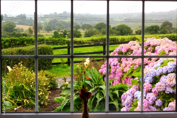 Obraz View at the wet morning garden from inside through the large window. Further flowered garden there is a green Irish countryside. 