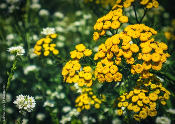 Fototapeta  Tansy (Tanacetum vulgare) - herbs with intense yellow flowers, used in natural medicine, wildly growing in a flower meadow against the backdrop of colorful flowers