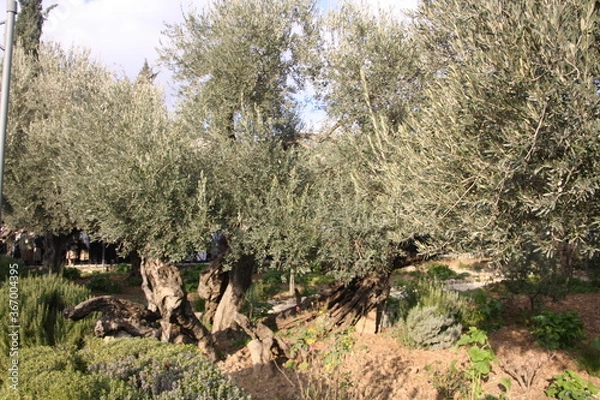 Obraz Izrael