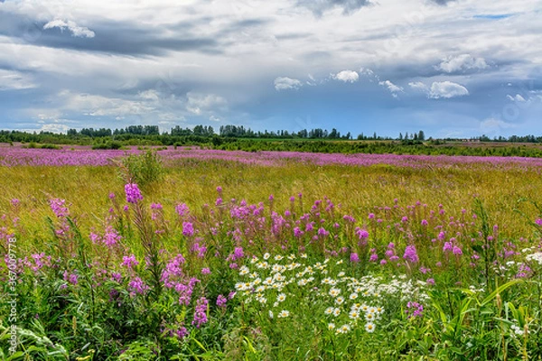 Fototapeta Landscape with blooming Ivan-tea.