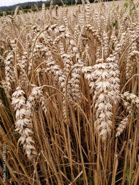 Fototapeta cornfield