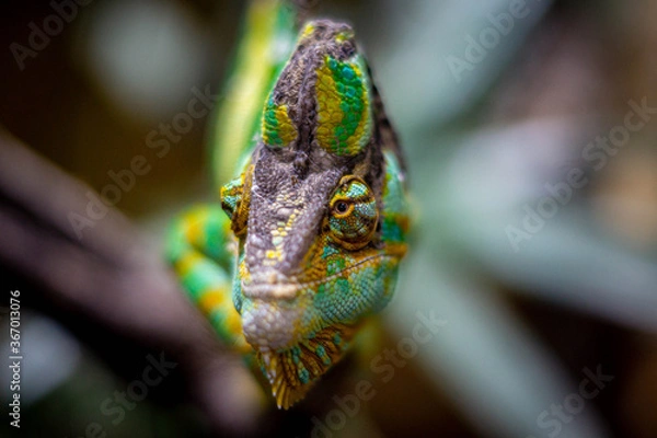 Obraz Chameleon