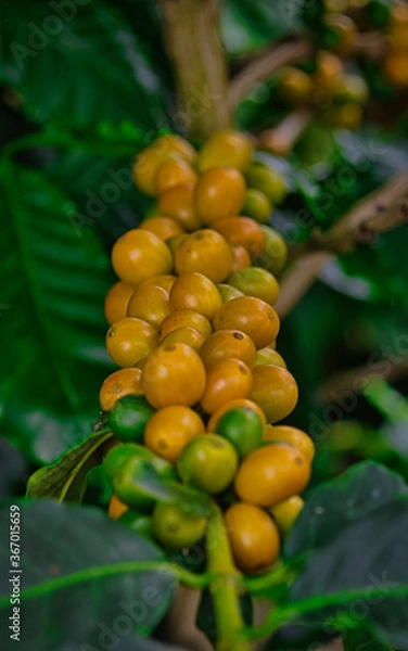 Obraz café amarillo