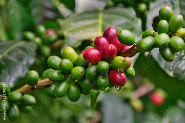 Obraz Café del Huila