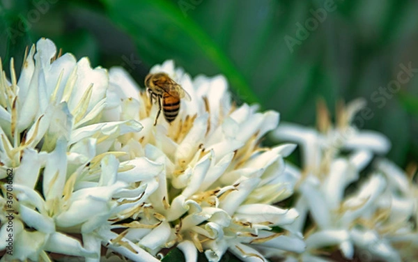 Obraz café del Huila
