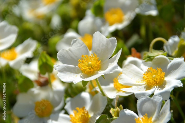 Obraz 日なたのロックローズ・シスタス（ゴジアオイ）