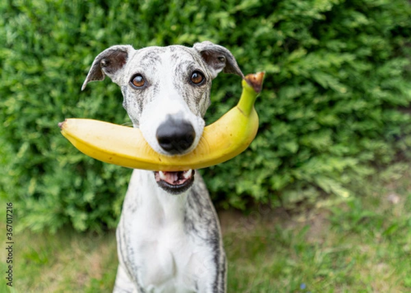 Fototapeta młody chart, whippet, z żółtym bananem w pysku