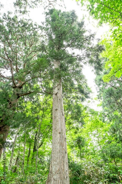 Fototapeta 新緑の杉の森　立山美女平