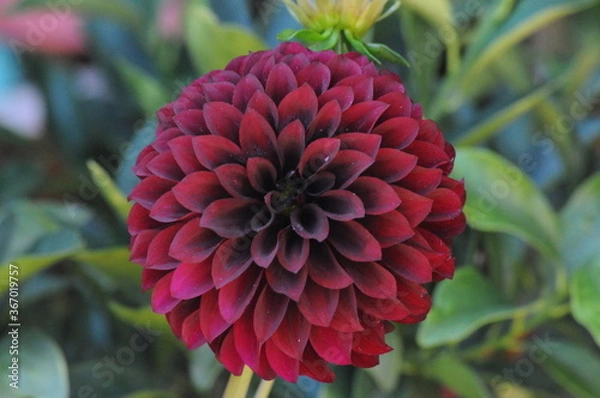 Fototapeta red dahlia flower