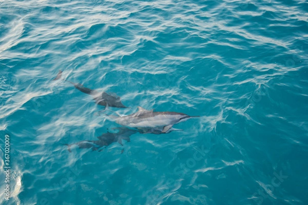Obraz Dolphins Blue Ocean Maldive Sea