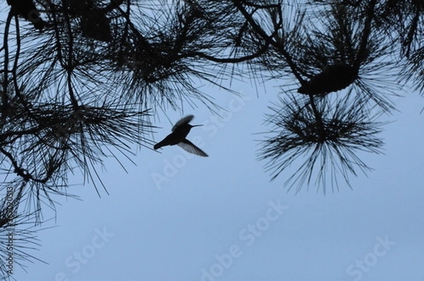 Obraz bird in flight