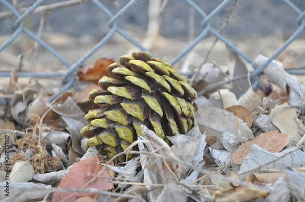 Fototapeta pine cone on the ground