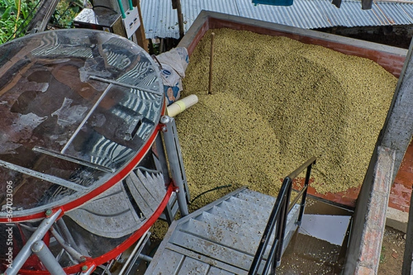 Obraz café pos cosecha