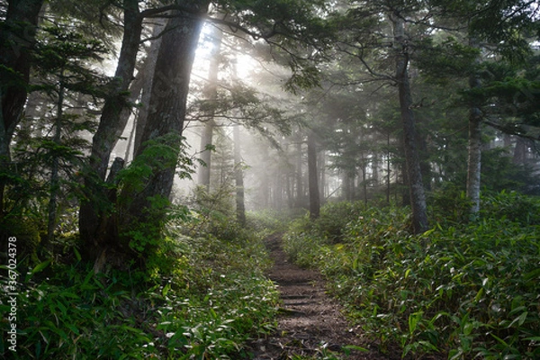 Obraz 北アルプス、徳本峠の朝霧と木漏れ日の美しい新緑の森、土の露わな登山道の坂道、道路脇の草むら。山開き、山小屋、山の日、山ガール、観光、観光地、旅、旅行、夏休み、夜明け、早朝。