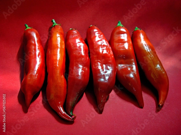 Fototapeta Red chilly peppers