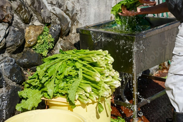 Fototapeta 晩秋、野沢菜漬けを漬ける準備、たっぷりの流水でお菜洗いをする人。収穫後の豊作の野沢菜。お葉。アブラナ、信州菜。お葉漬け。信濃の味の文化財。選択無形民俗文化財。菜の花。作業風景。おふくろの味。恒例行事。