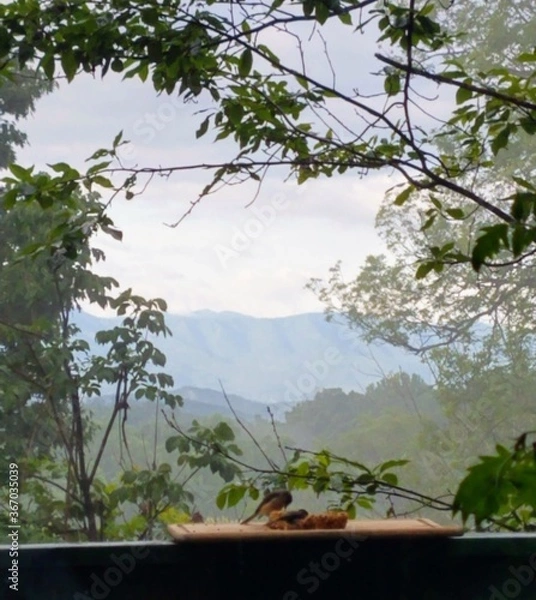 Obraz tree in the forest