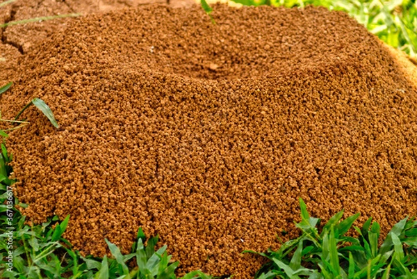 Fototapeta Ali ant pile