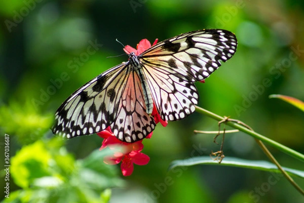 Obraz Ali black on white 