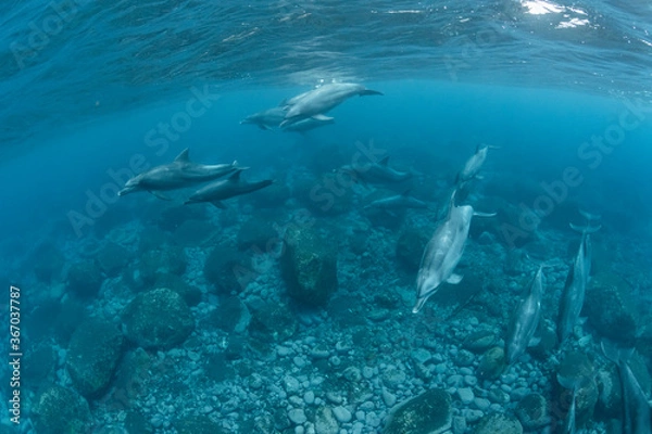 Obraz Dolphins inhabiting  in Mikurajima, Tokyo, Japan
