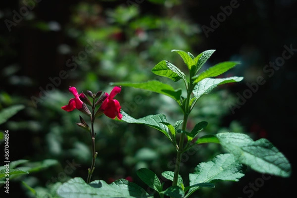 Obraz green and pink