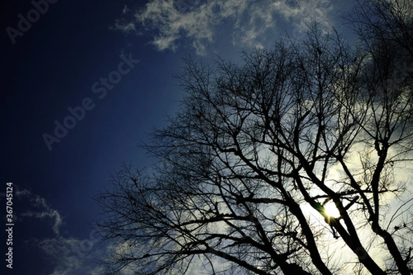 Obraz sky and tree