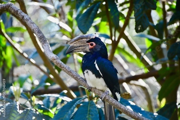 Obraz 動物
zoo
アニマル
動物園
生物
