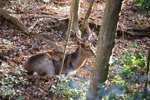 Obraz 動物
zoo
アニマル
動物園
生物
