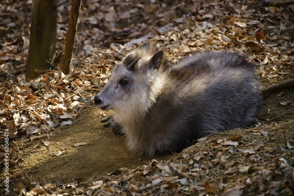Obraz 動物
zoo
アニマル
動物園
生物
