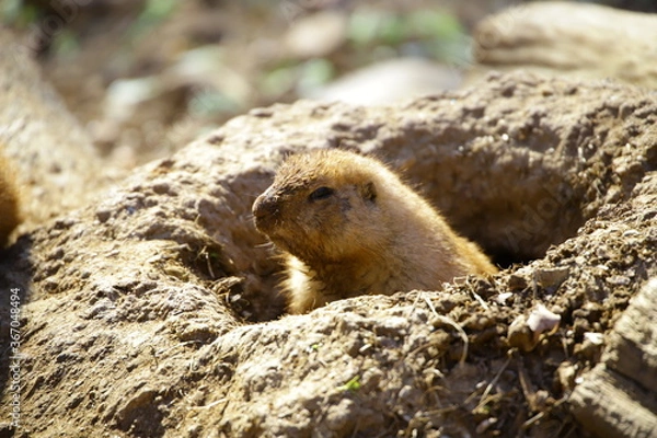 Obraz 動物
zoo
アニマル
動物園
生物
