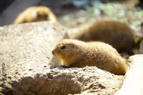 Obraz 動物
zoo
アニマル
動物園
生物
