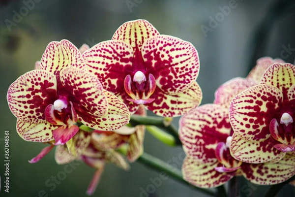 Obraz pink orchid flower