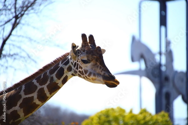 Obraz 動物
zoo
アニマル
動物園
生物

